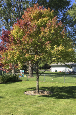image of a red maple tree with Chlorosis