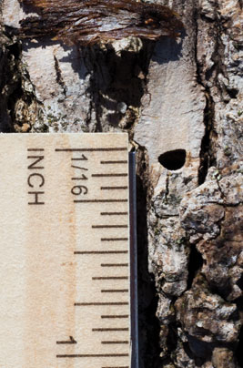 What to look for EAB