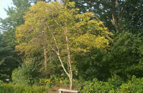 image of a tree with Iron Chlorosis