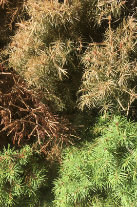 A Spruce with Spruce Spidermite