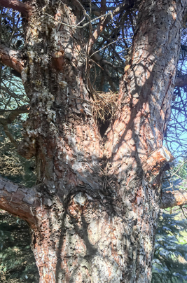 A Tree With Zimmerman Pine Moth