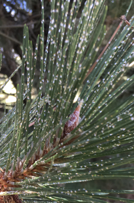 Selner Tree & Shrub Care | Tree Vitals